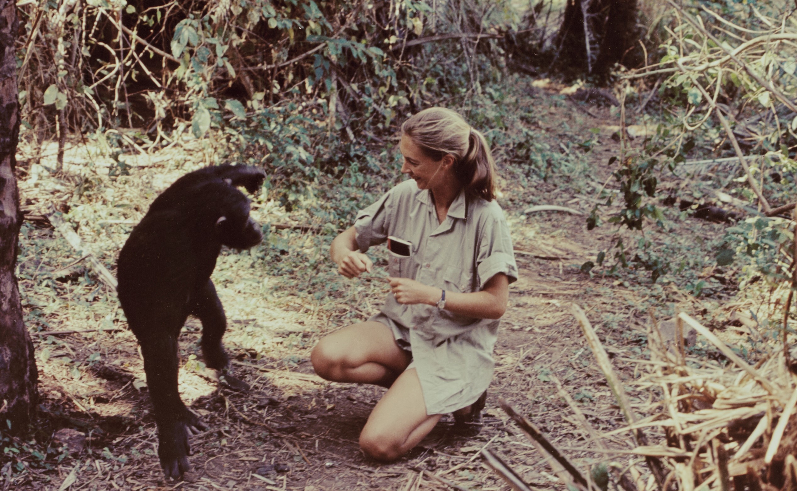 Jane Goodall ihlette a legújabb Barbie babát