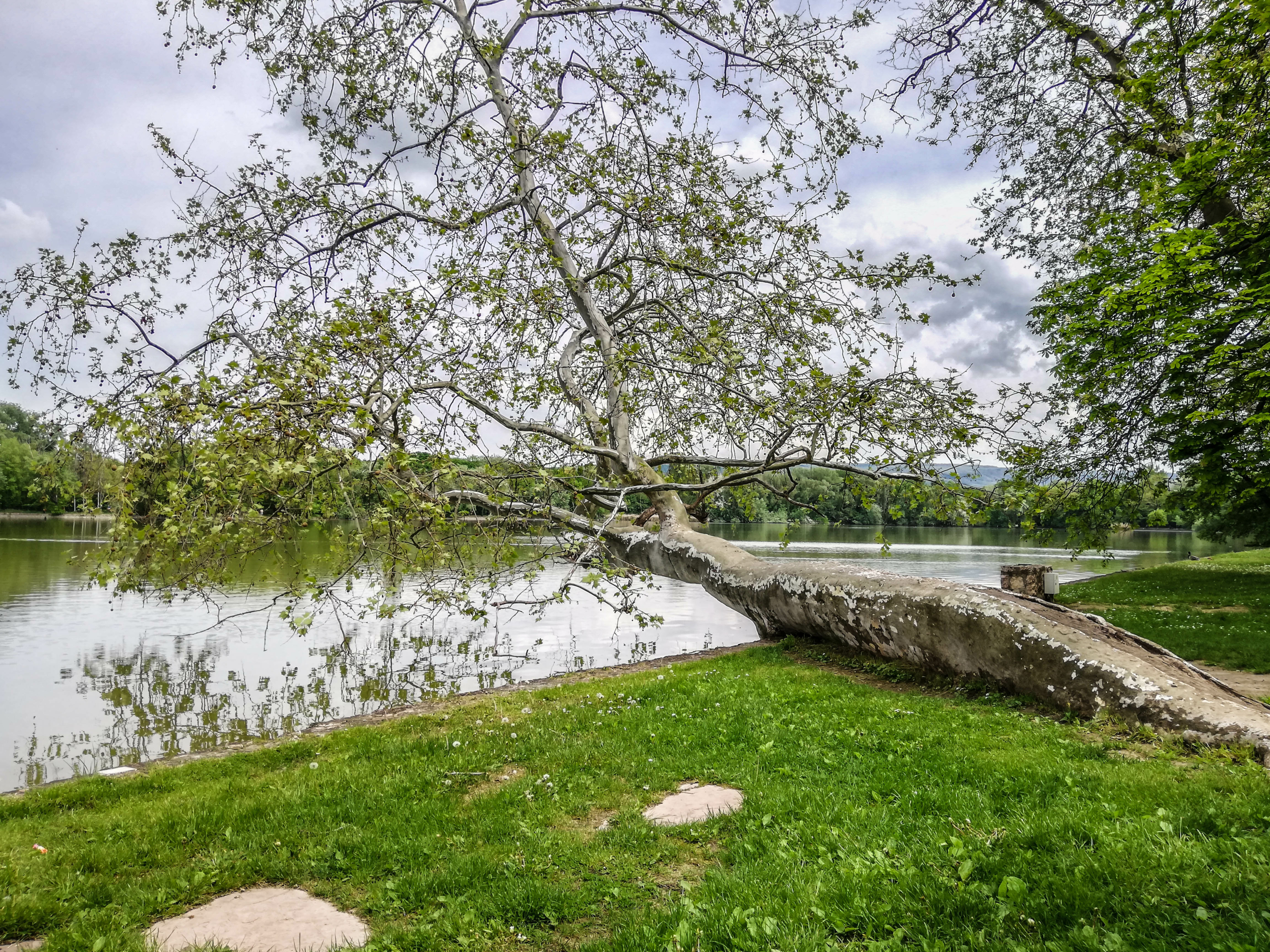 A 250 éves tatai platán lett az Év fája