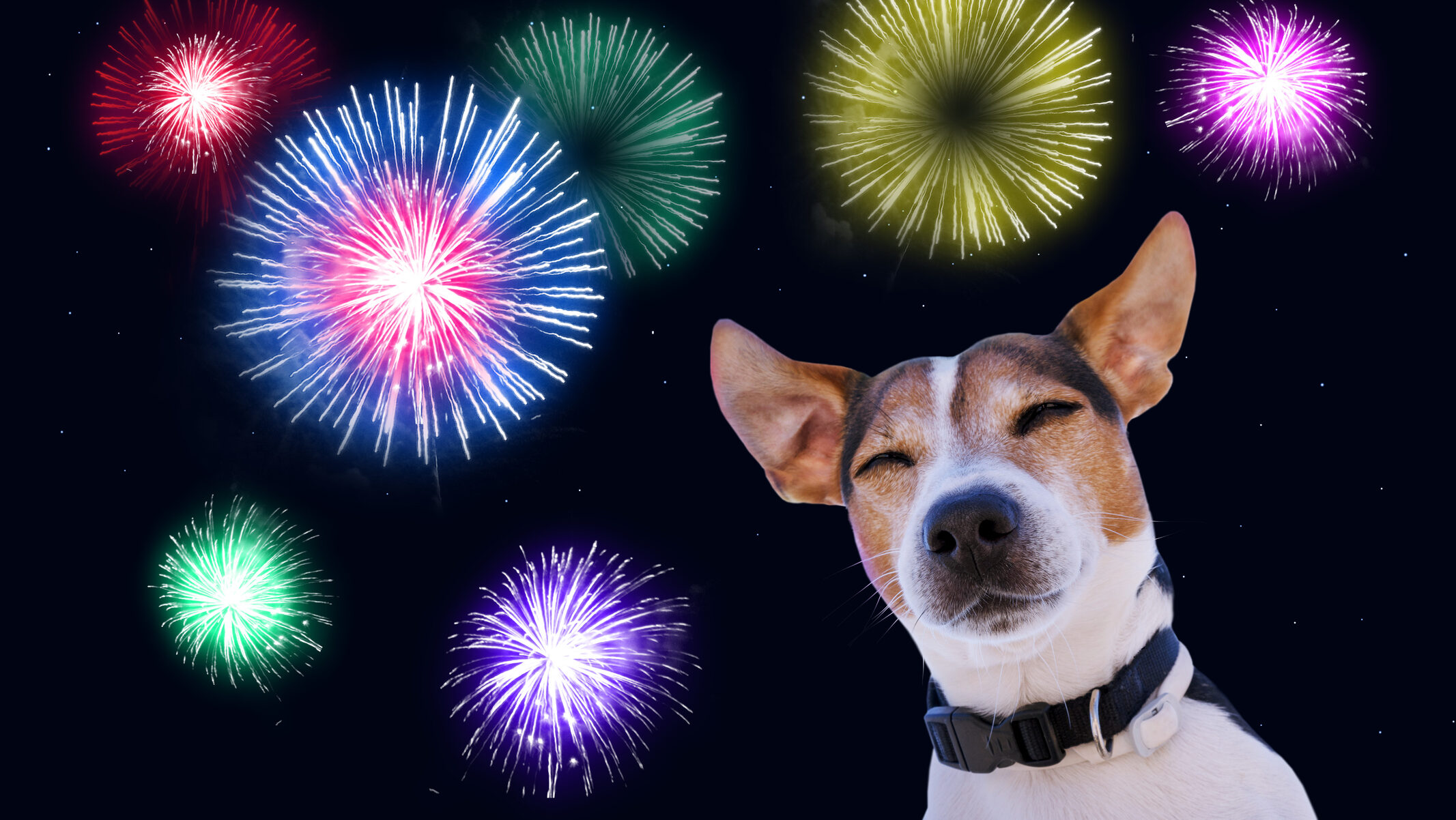 Szilveszterkor (is) vigyázzunk kedvenceinkre!