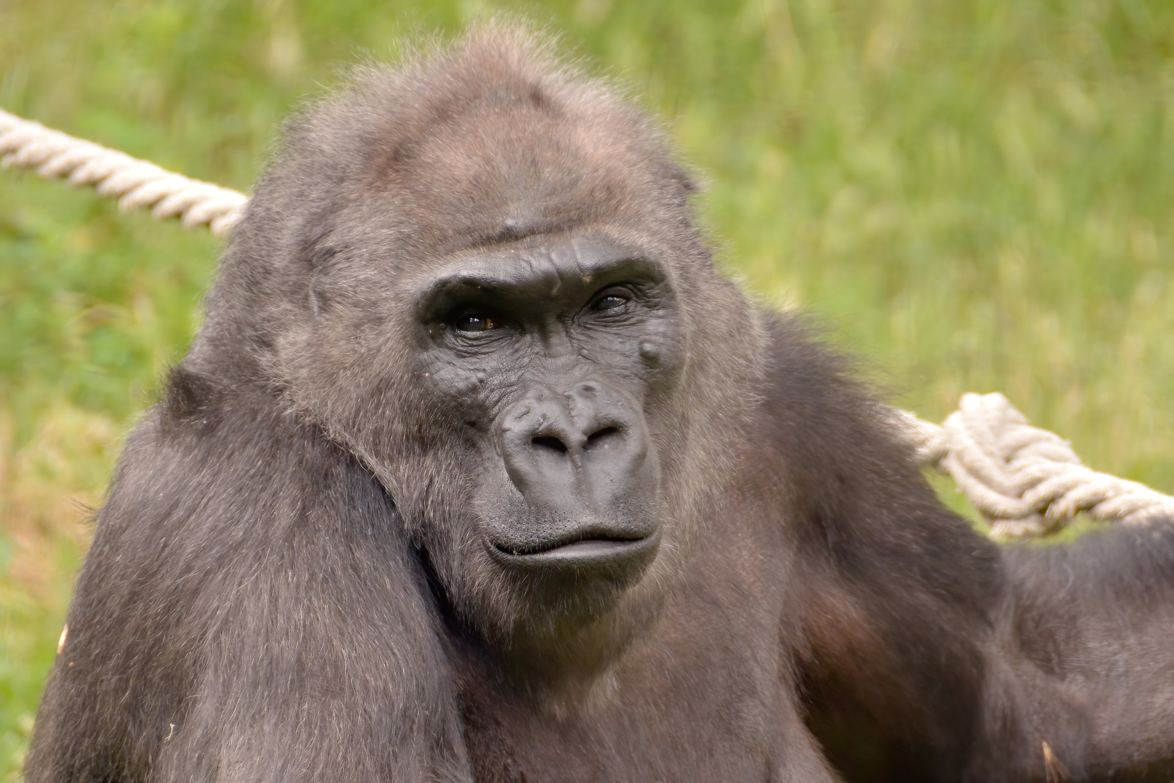 Őssejtterápiával kezelik az Állatkert gorilláját