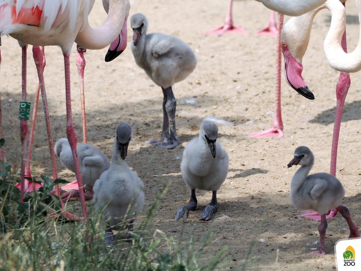 Egymás után kelnek ki a flamingófiókák az Állatkertben