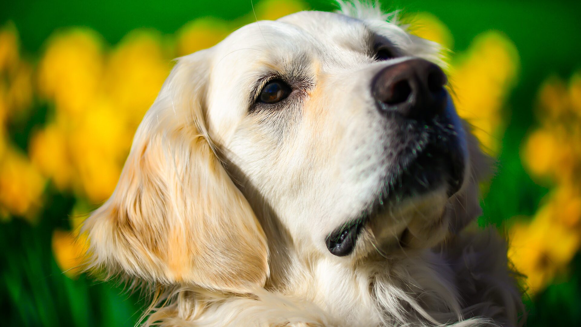 Éljenek a golden retrieverek!