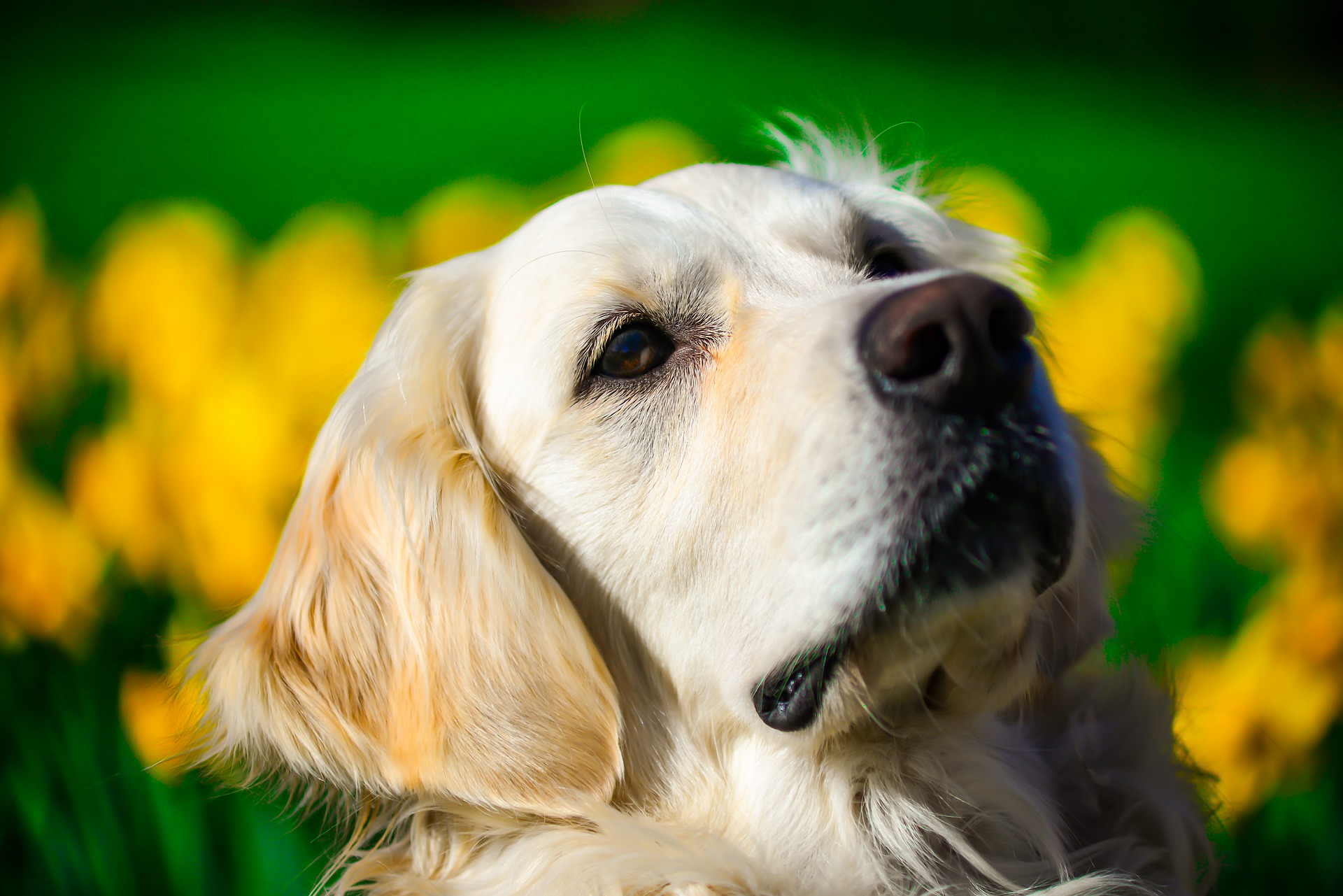 Éljenek a golden retrieverek!