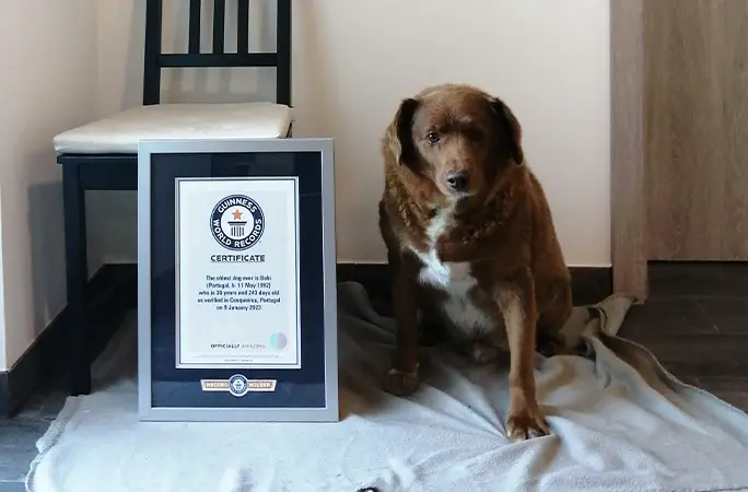 Portugál mastiff lett minden idők legidősebb kutyája