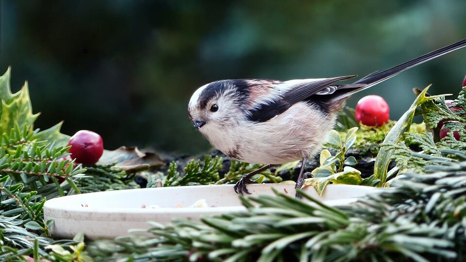 Ma indul a Téli madárles