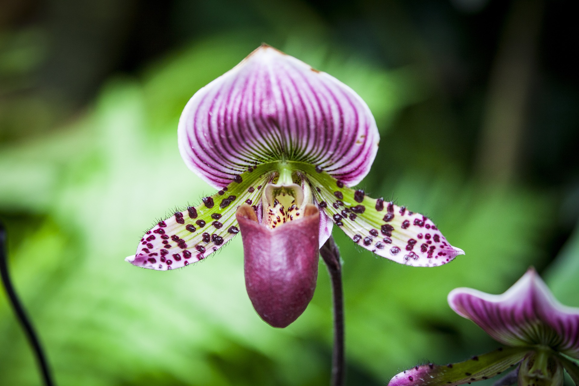 Tematikus sétákon mutatják be a szegedi füvészkert orchideagyűjteményét