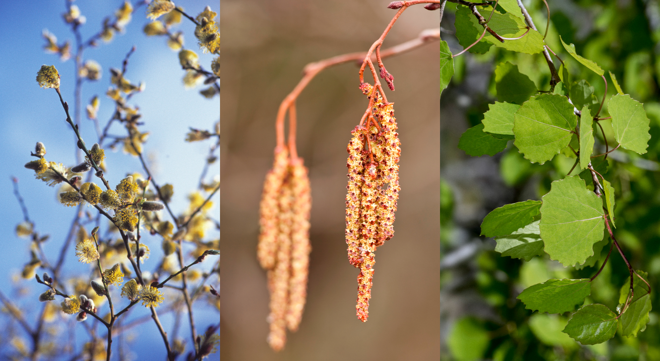 Idén is szavazhatunk az Év fájára