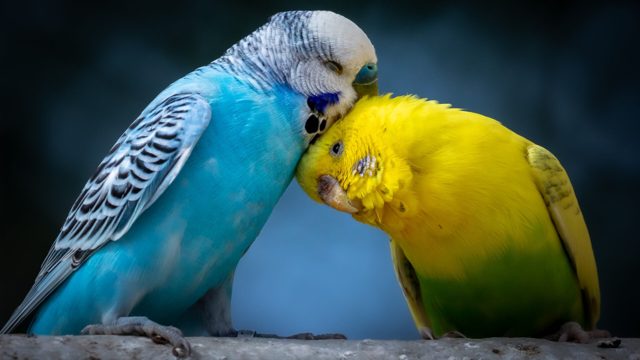 Valentin-nap lesz az Állatkertben