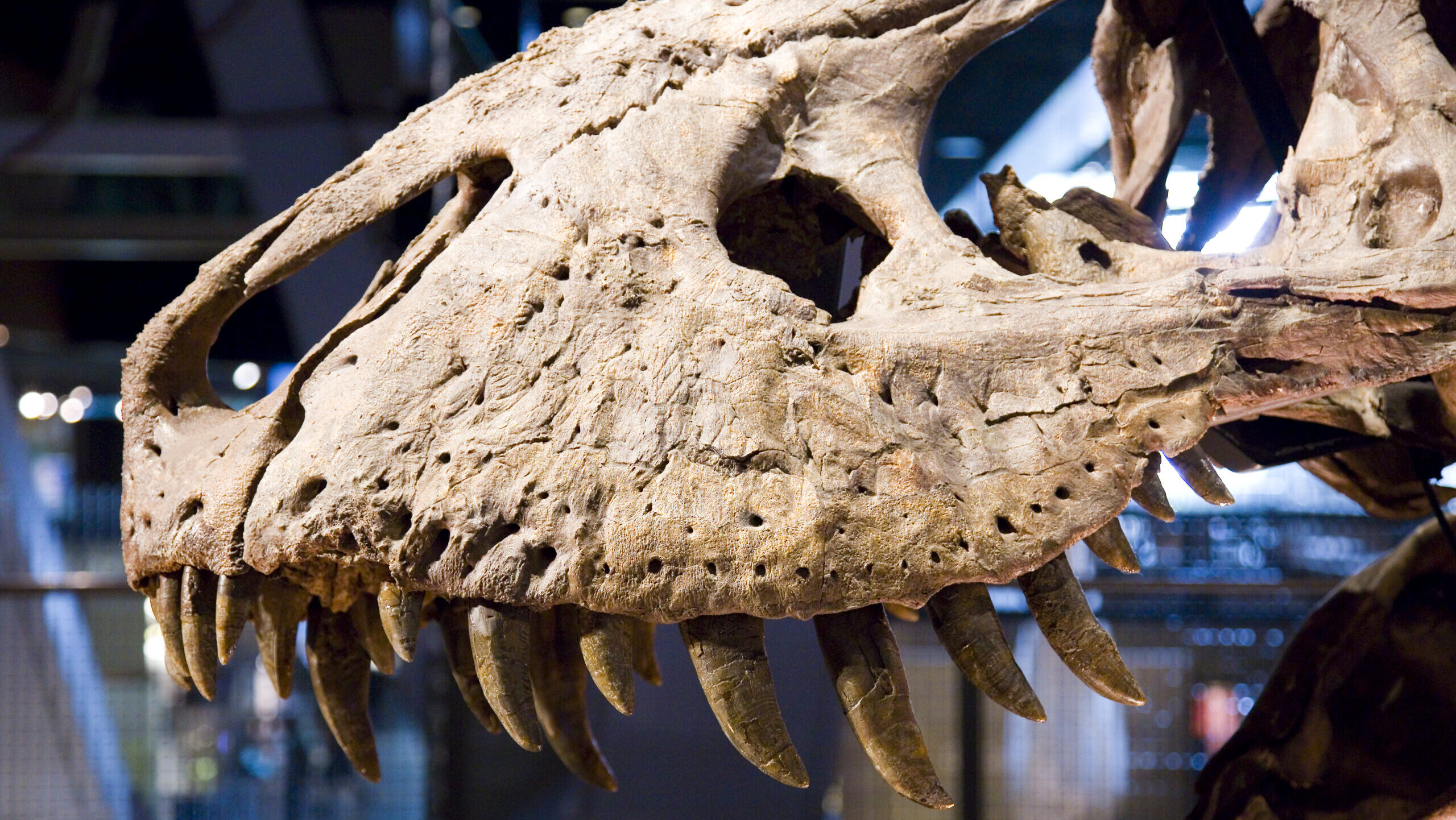 Új dinoszauruszfaj maradványaira bukkantak az Isztriai-félszigetnél