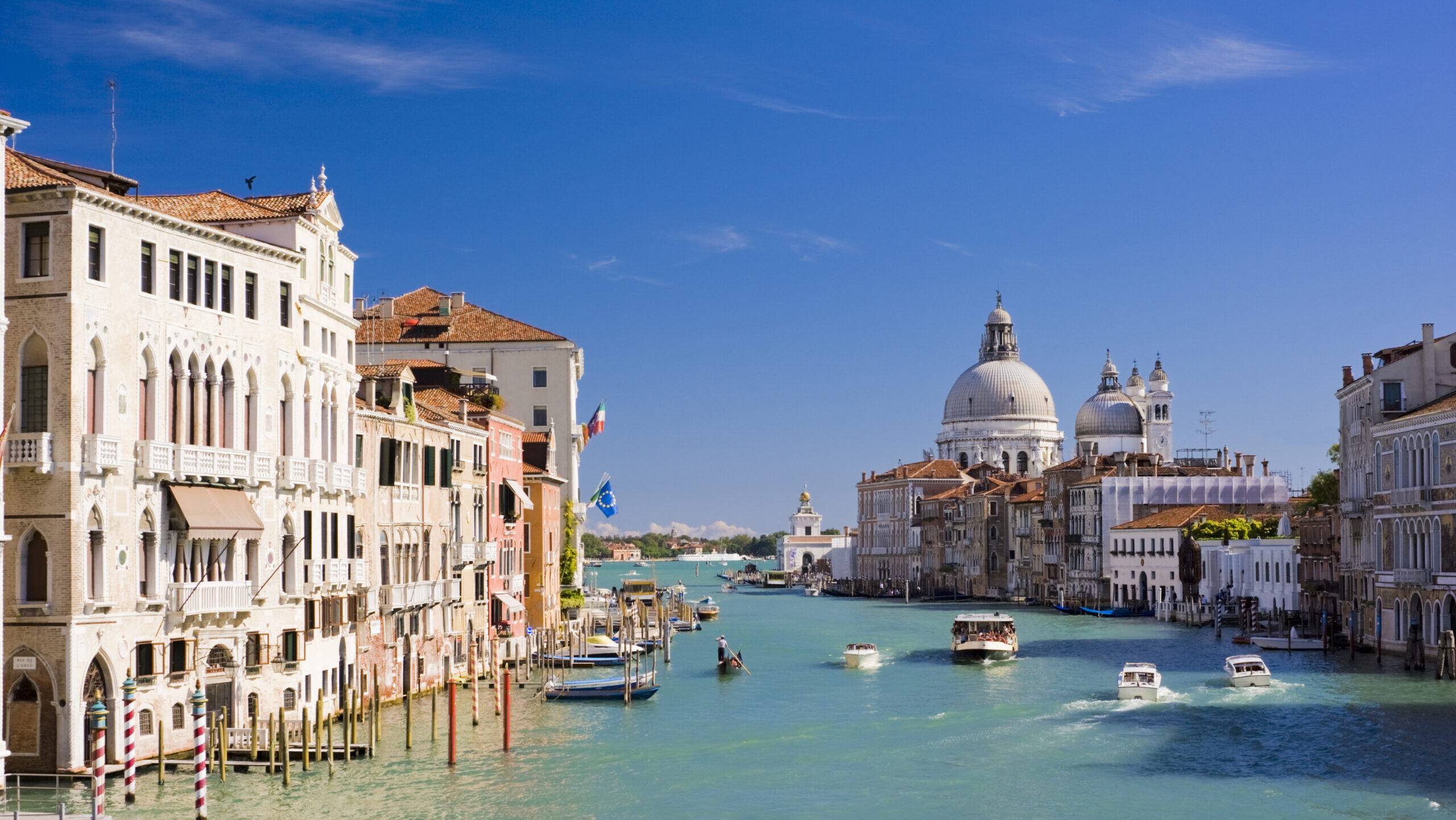 Mimmo delfin megörvendezti a velencei turistákat – és aggasztja a szakértőket