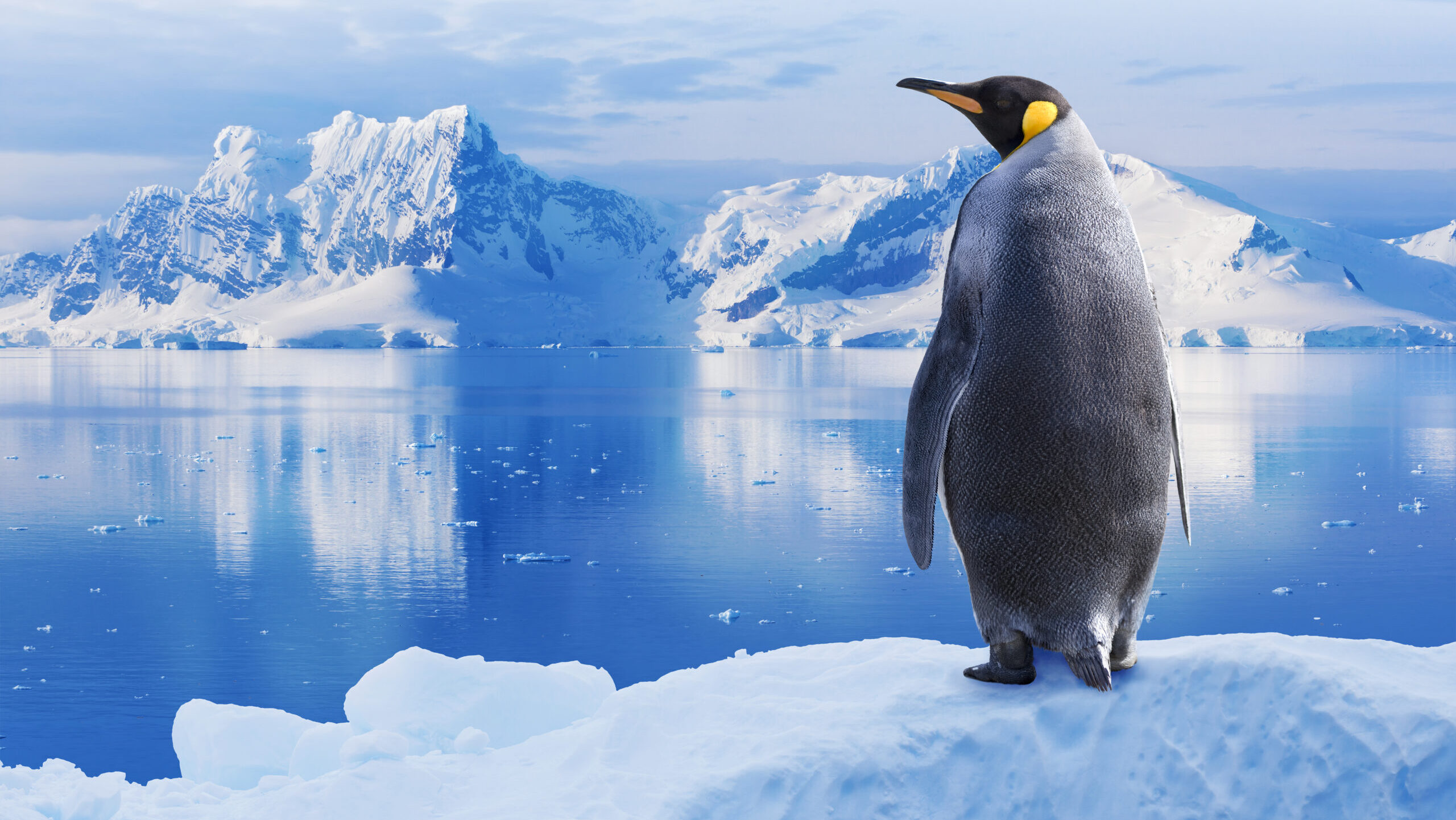 A globális felmelegedés újabb állatot sodort a veszélyeztetett fajok közé