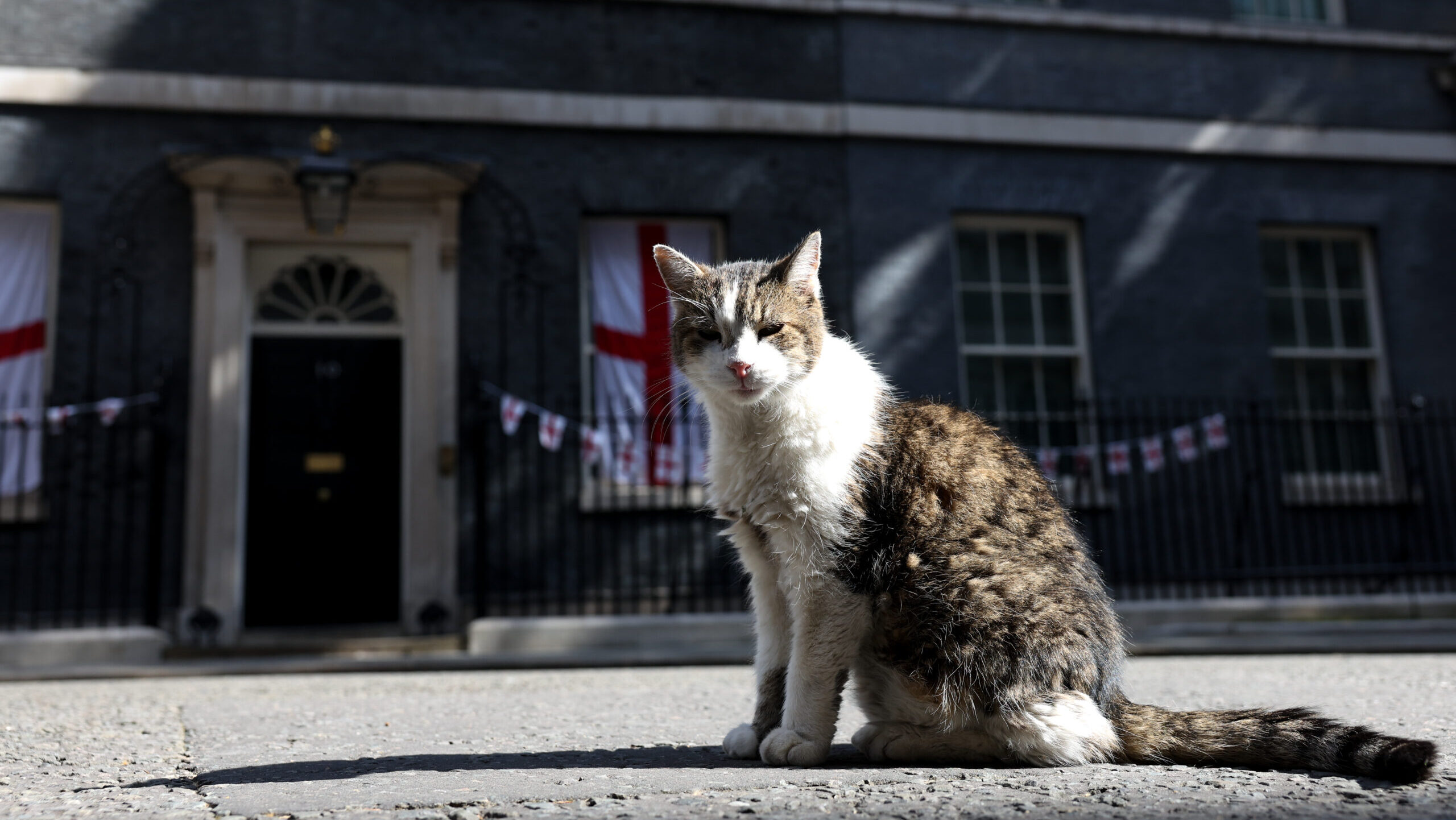 Larry, a brit miniszterelnöki hivatal híres macskája betegszabadsága után újra munkába állt