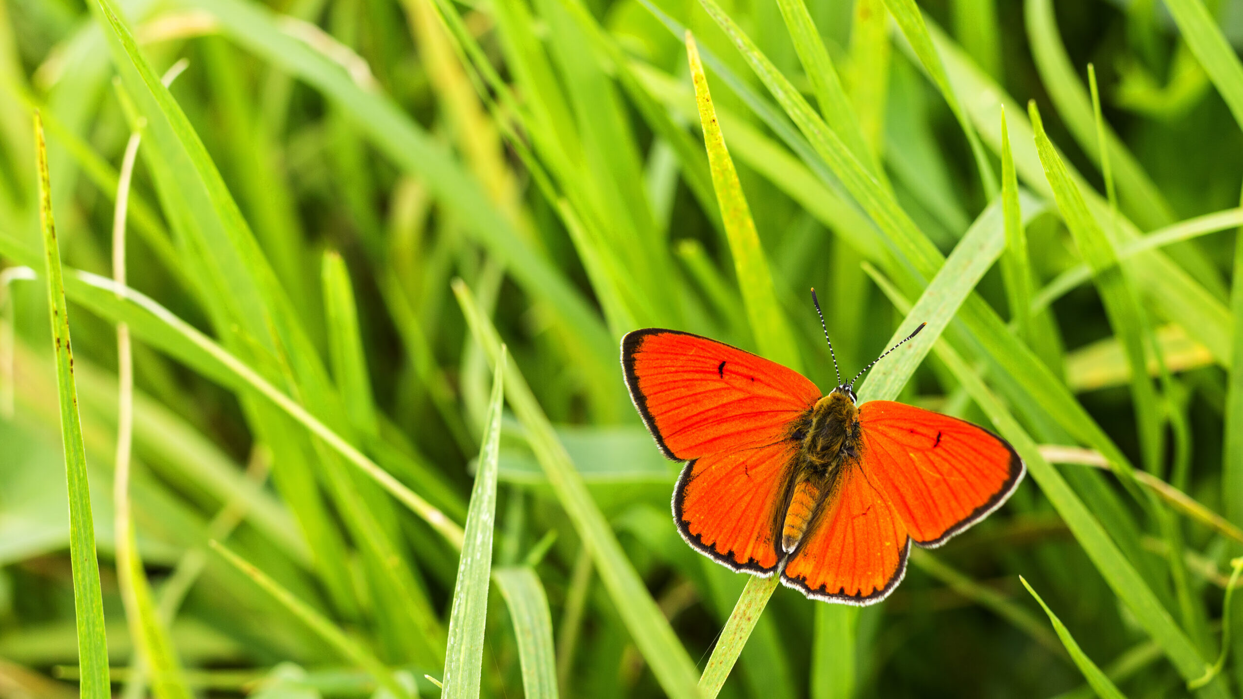 Ééés a nyertes: a nagy tűzlepke