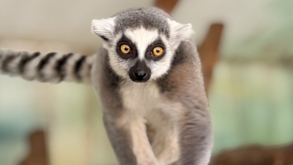 Kalandos sorsú gyűrűsfarkú maki érkezett a Szegedi Vadasparkba