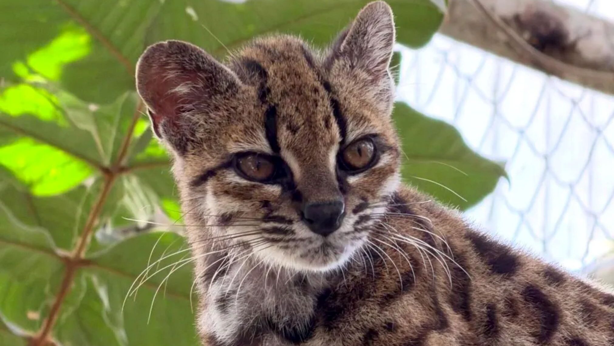 Csak egyetlen ismert élő példány létezik az újonnan felfedezett Leopardus tilcayoból