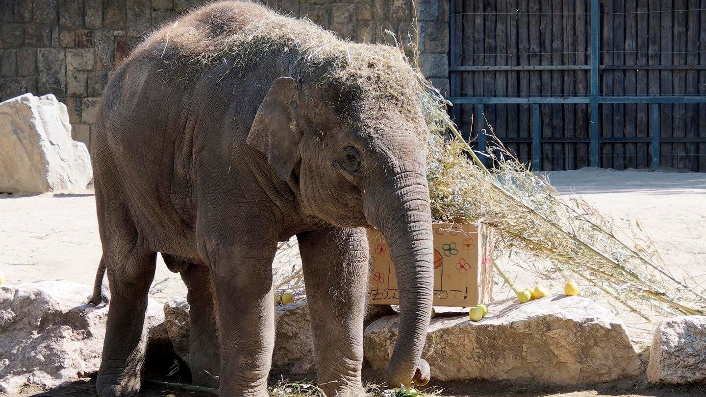 Samu öt éves lett és költözik