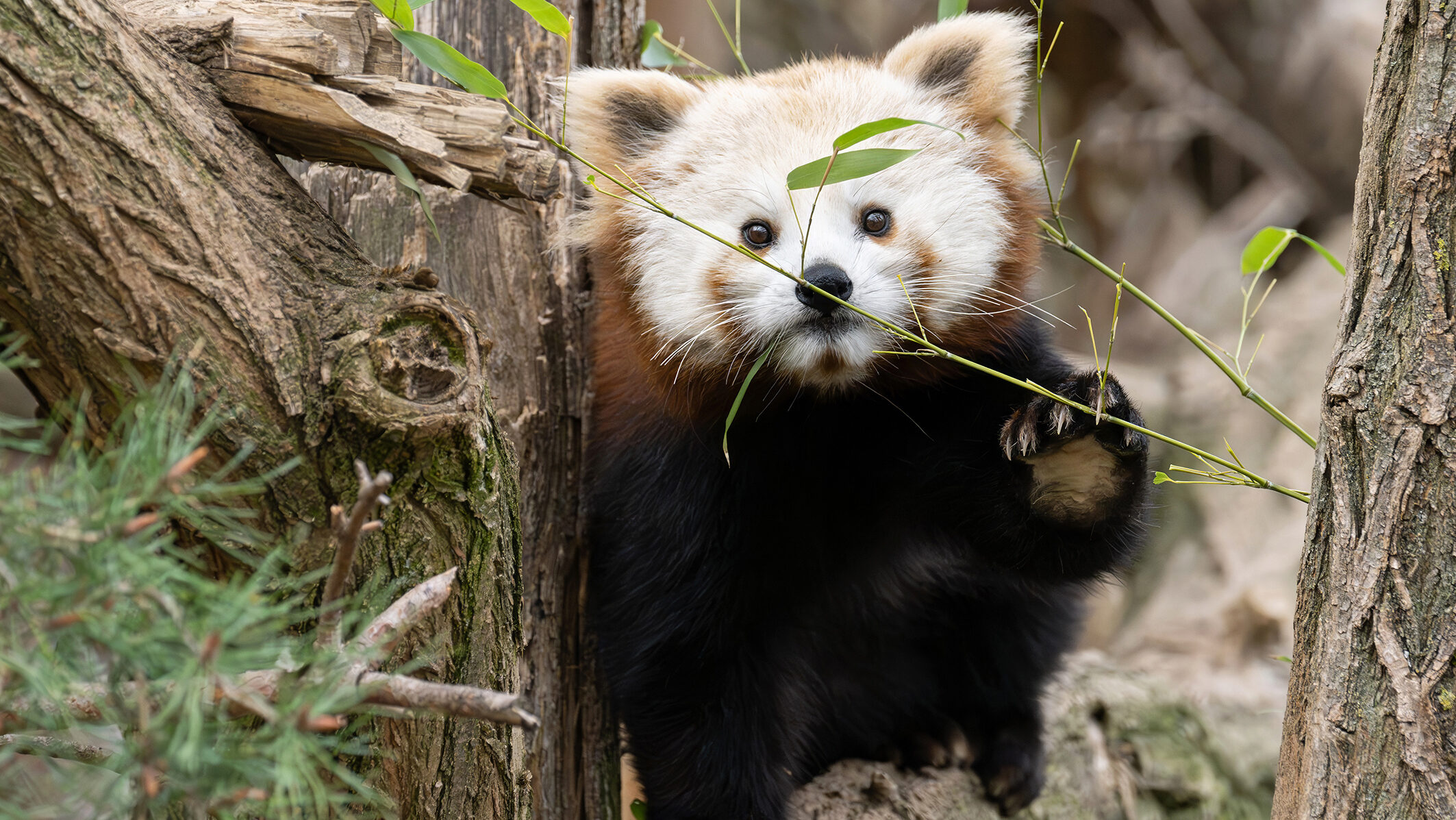Bécsben az állatok körül forog a világ