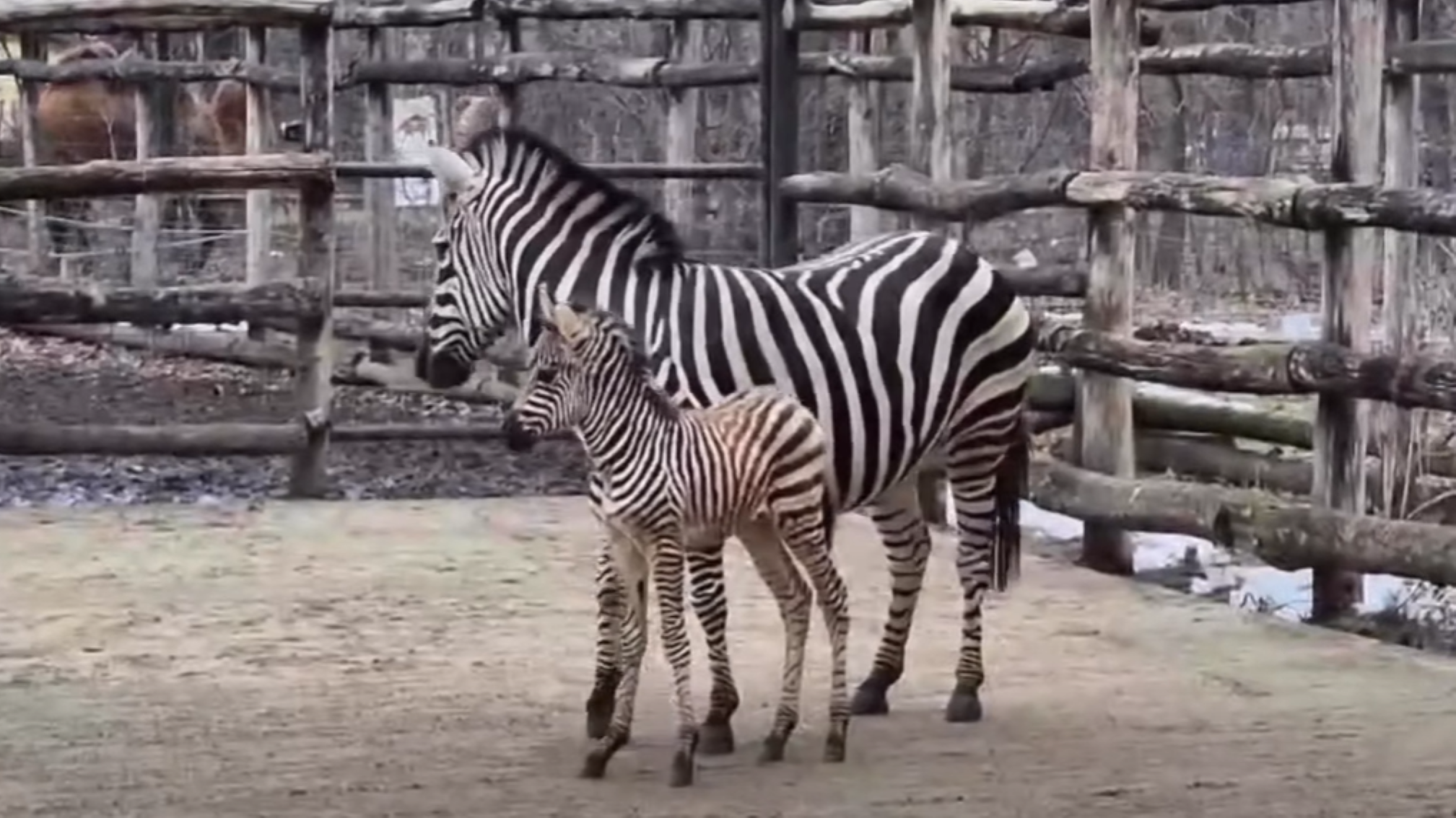Új jövevény erősíti a cukiság-faktort a Szegedi Vadasparkban