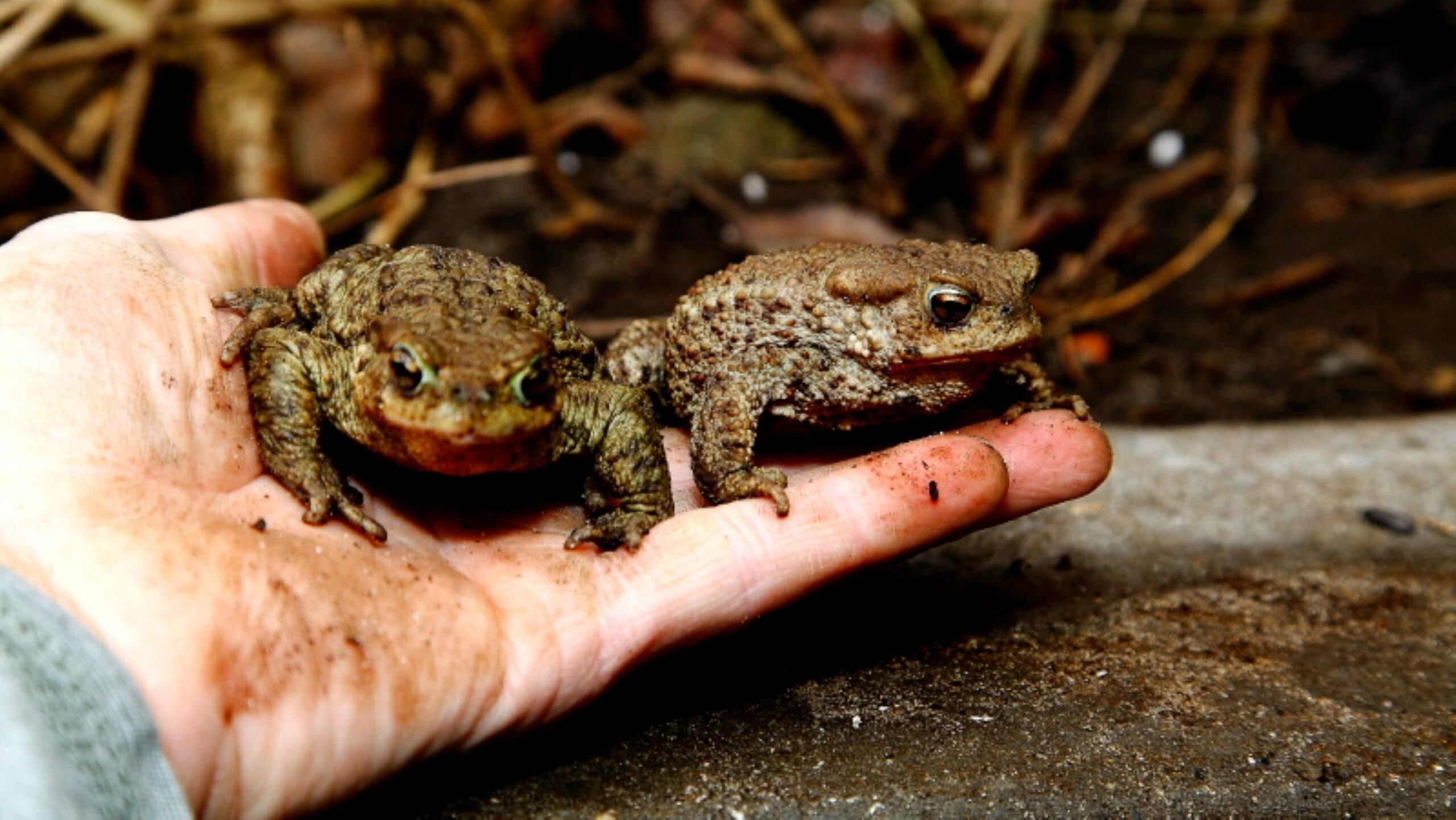 Segítsünk a csapdába került békákon!