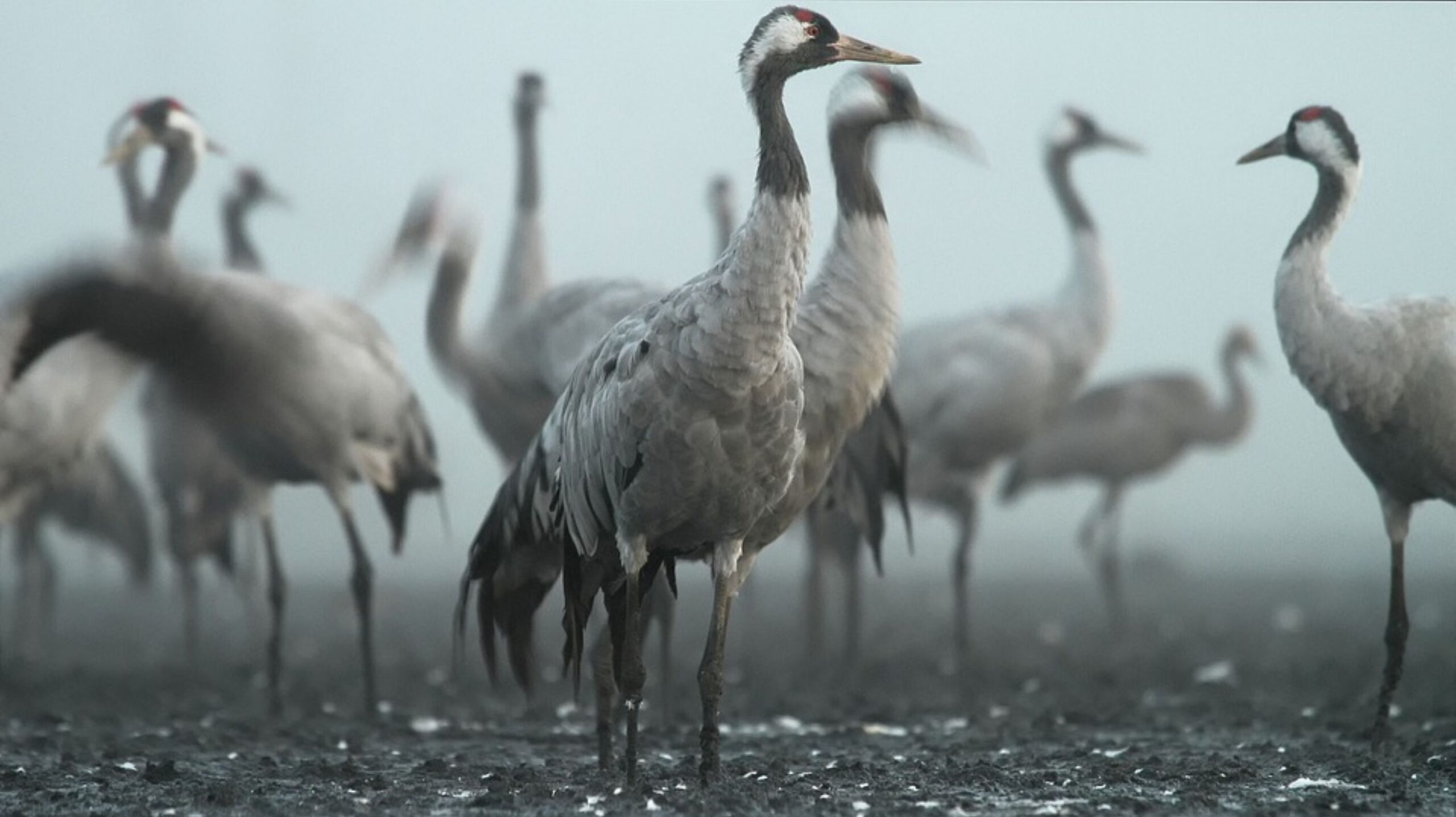 Ismét lesz darvadozás a Szegedi Fehér-tónál