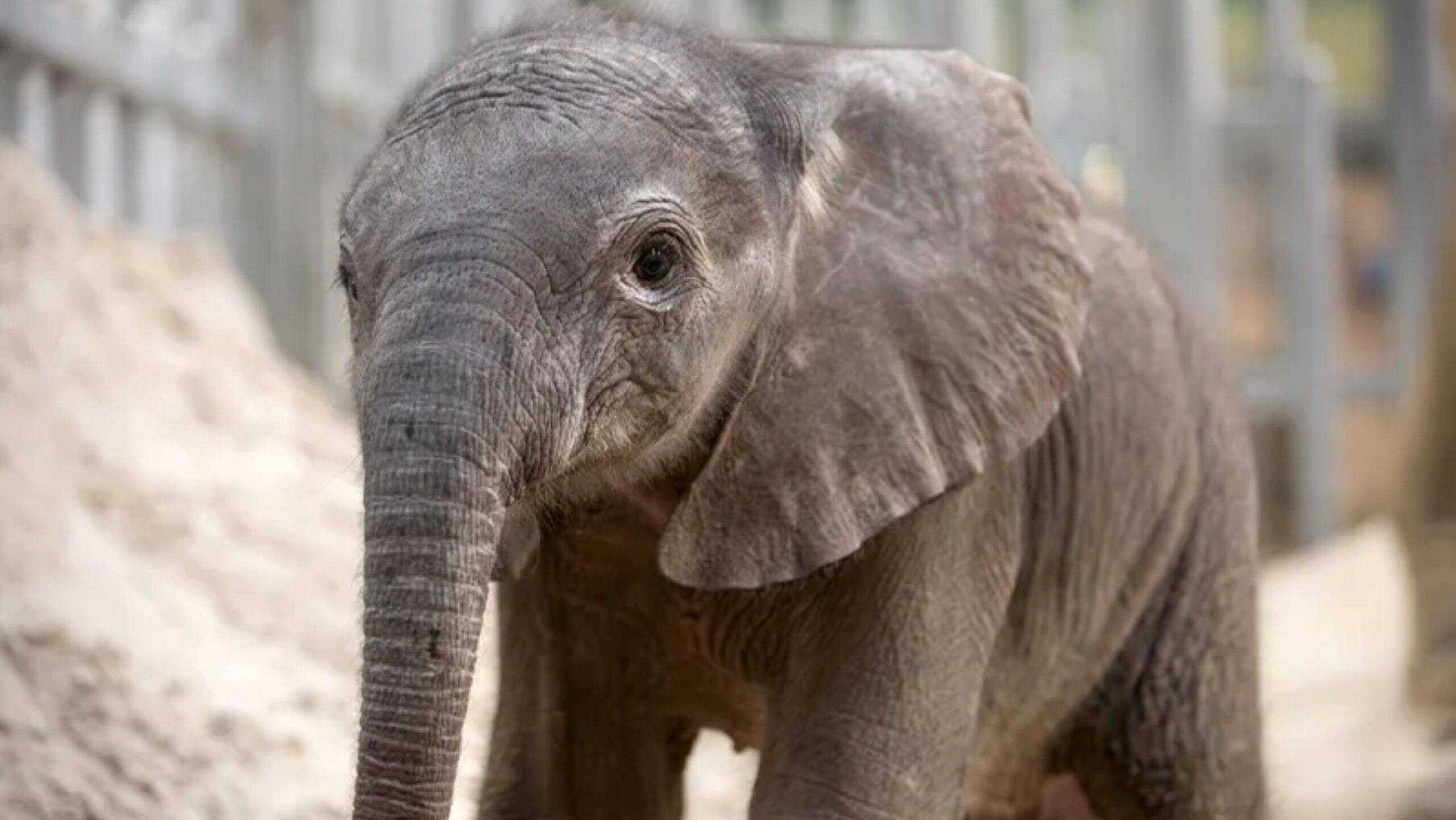 150 kilogrammos elefántbébi az egyik francia állatkert új kedvence