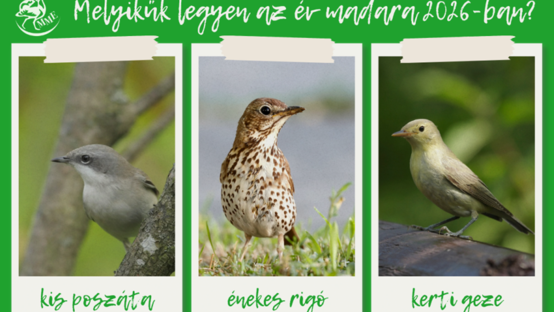 Ismét szavazhatunk az év madarára