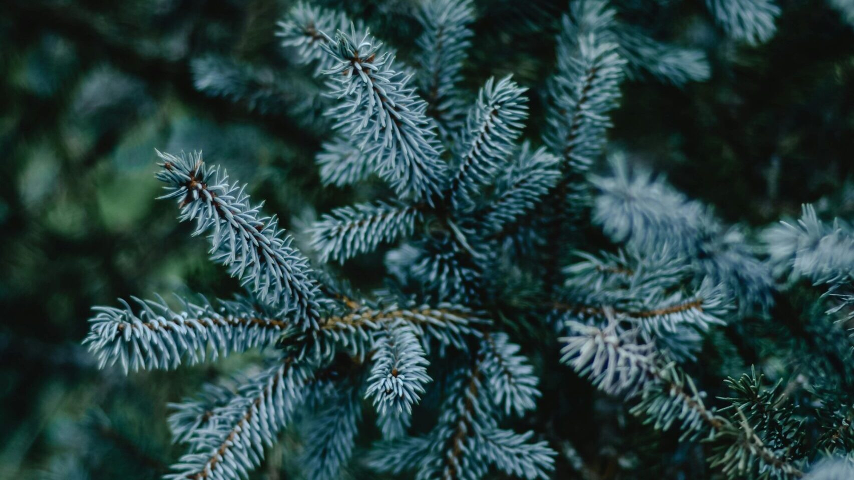 Idén a Nyírségből érkezik az ország karácsonyfája