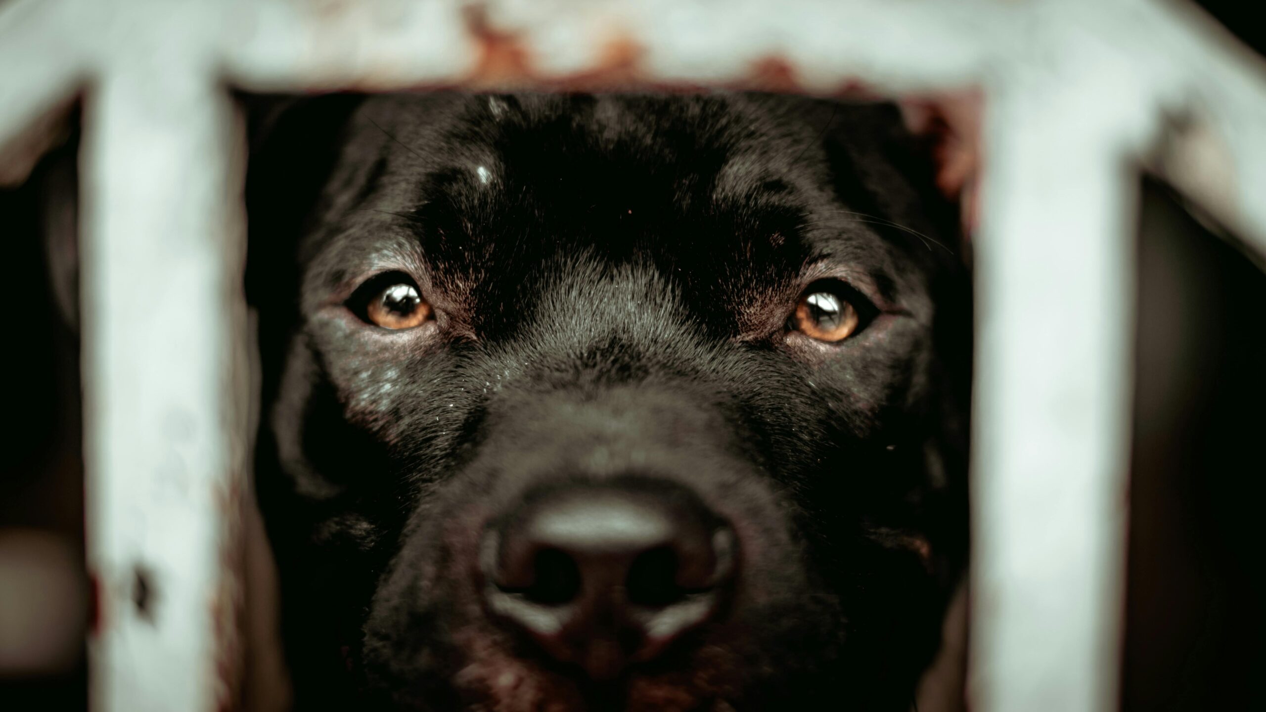 #NationalBlackDogDay - a mai nap fekete kutyákról szól