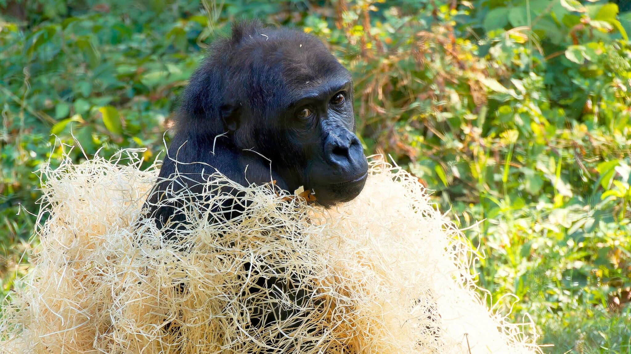 Budapesten nyílt meg a világ első gorillahang bemutató állomása