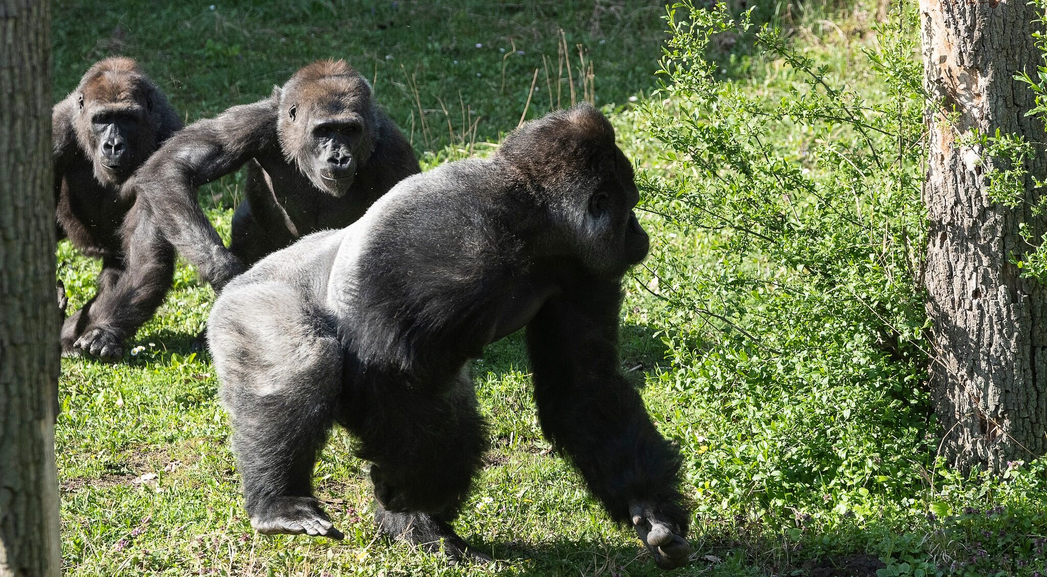 Társakat kapott a Nyíregyházi Állatpark hím gorillája