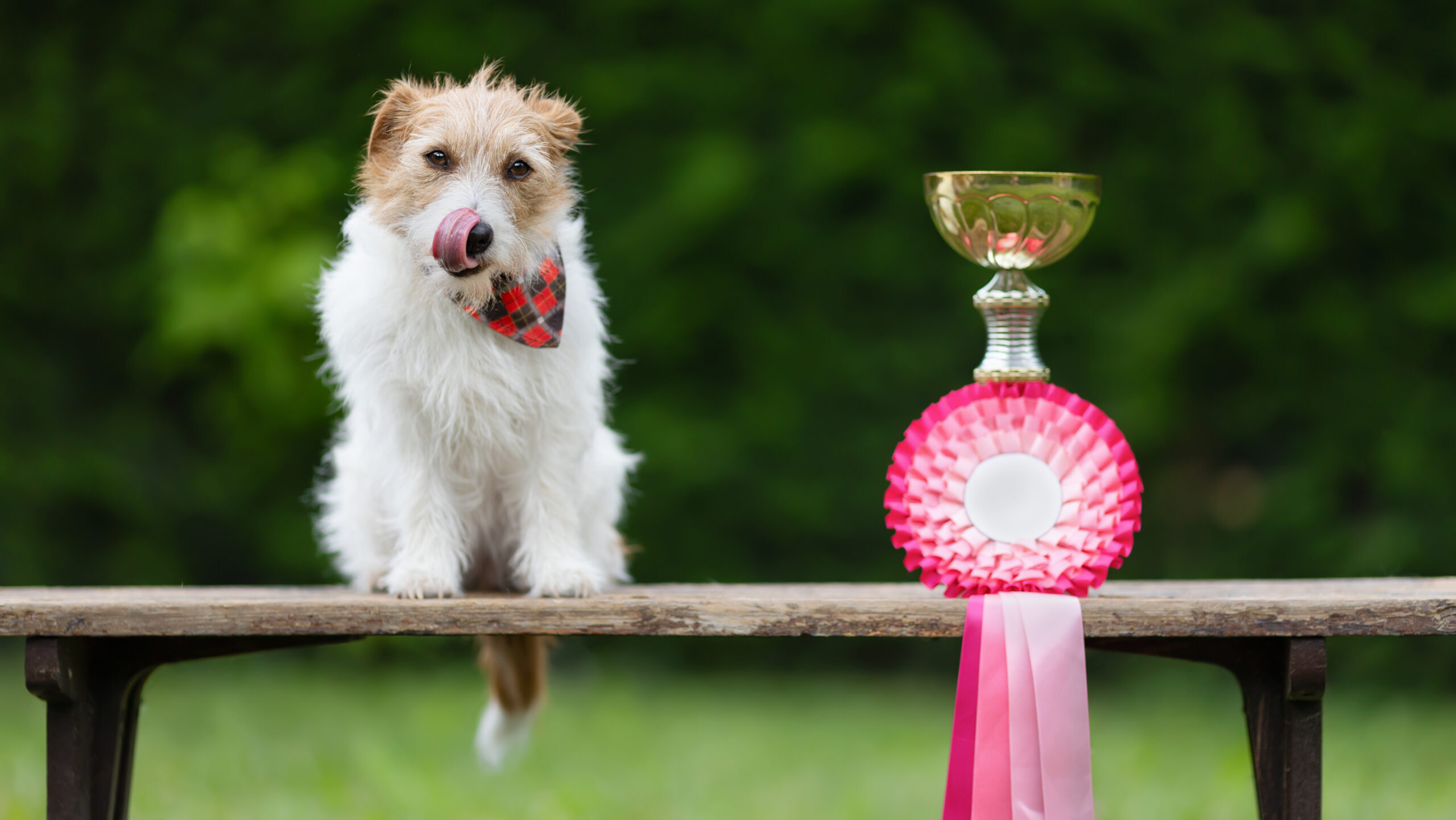 Nemzetközi kutyakiállítást rendeznek Komáromban