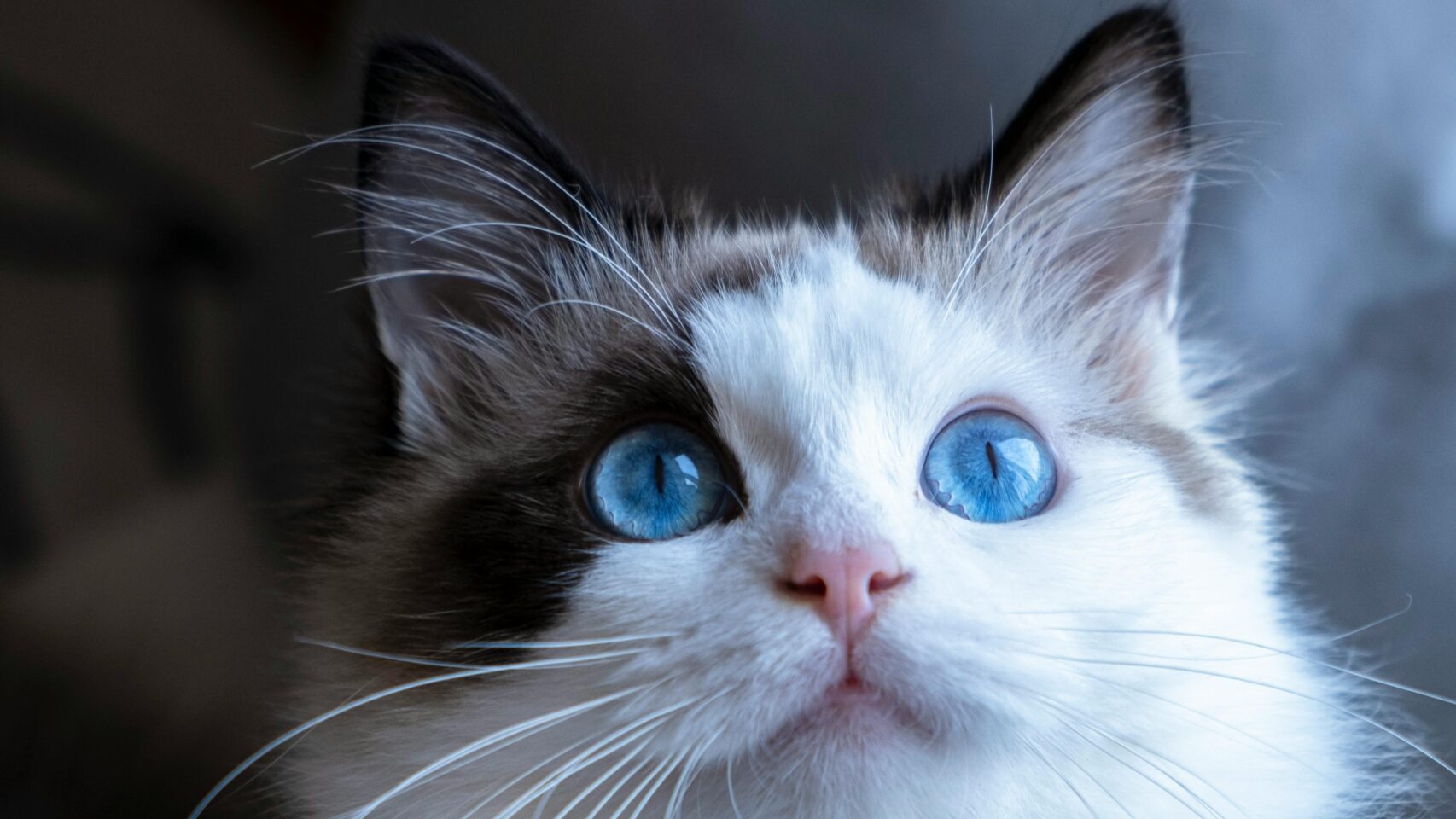 Tíz év után újra macskákban gyönyörködhetünk Budapesten