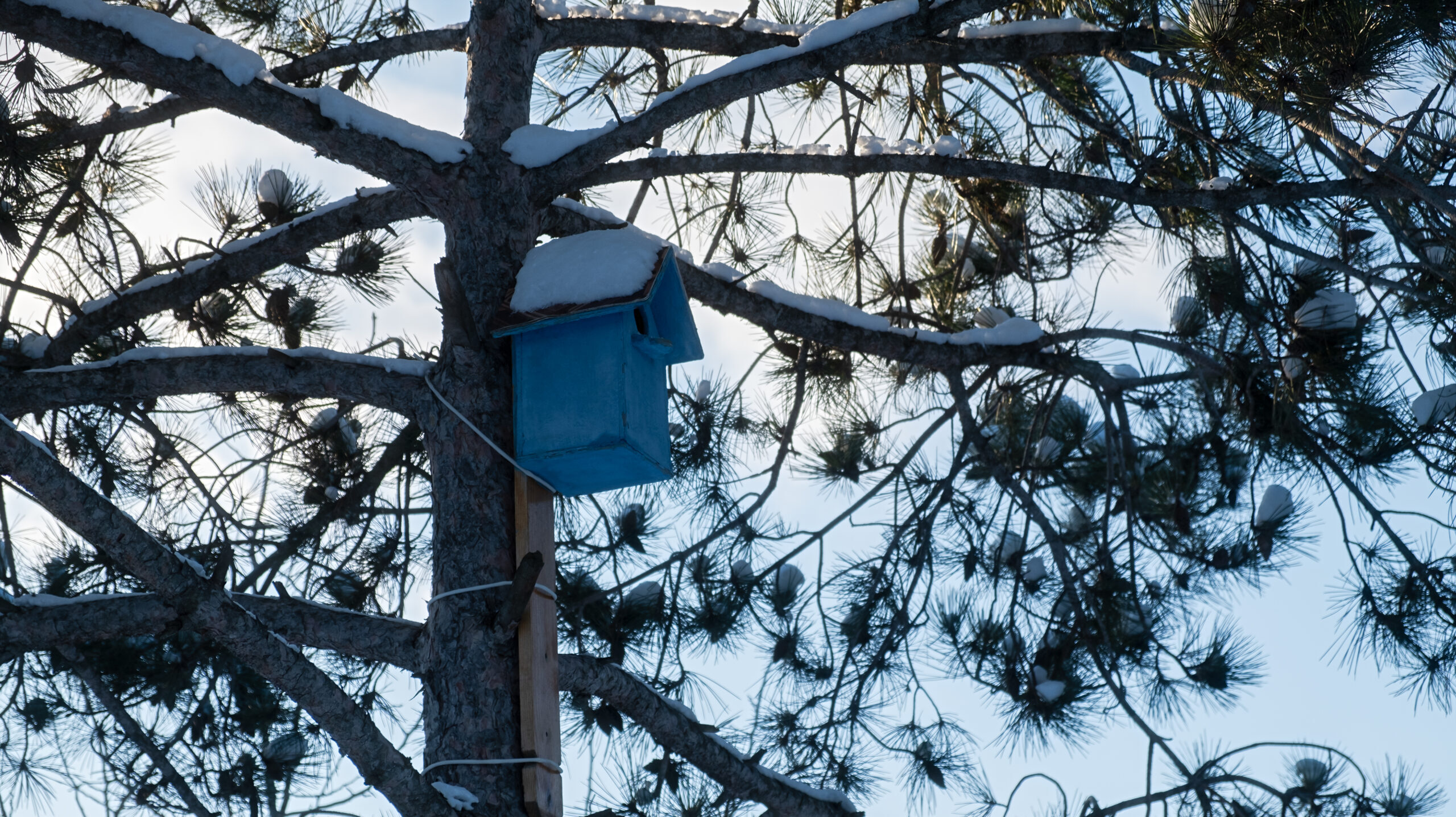 Ezért üresek a madáretetők