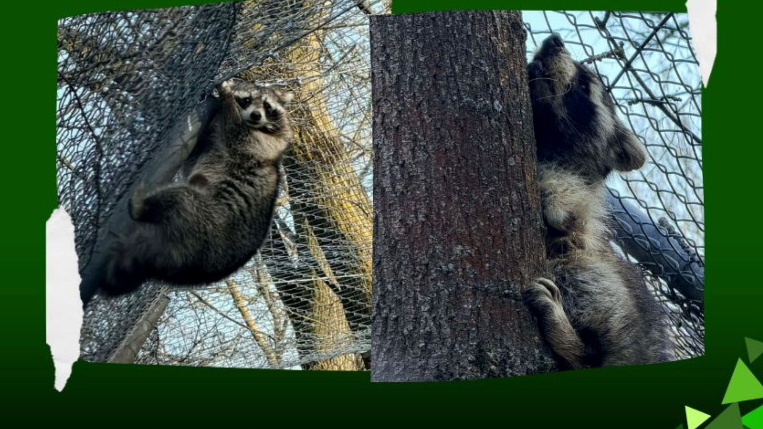 Cuki új lakók érkeztek a Szegedi Vadasparkba
