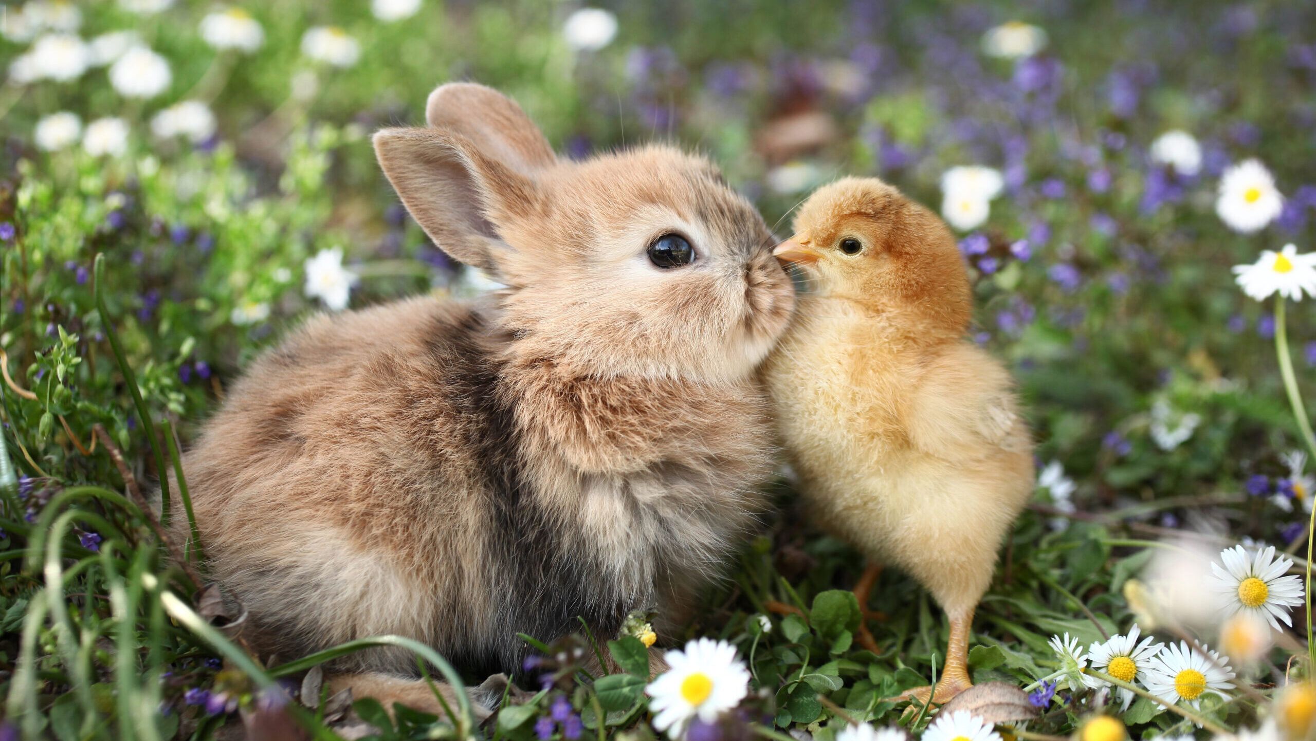 Ne ajándékozzunk élő állatot húsvétra!