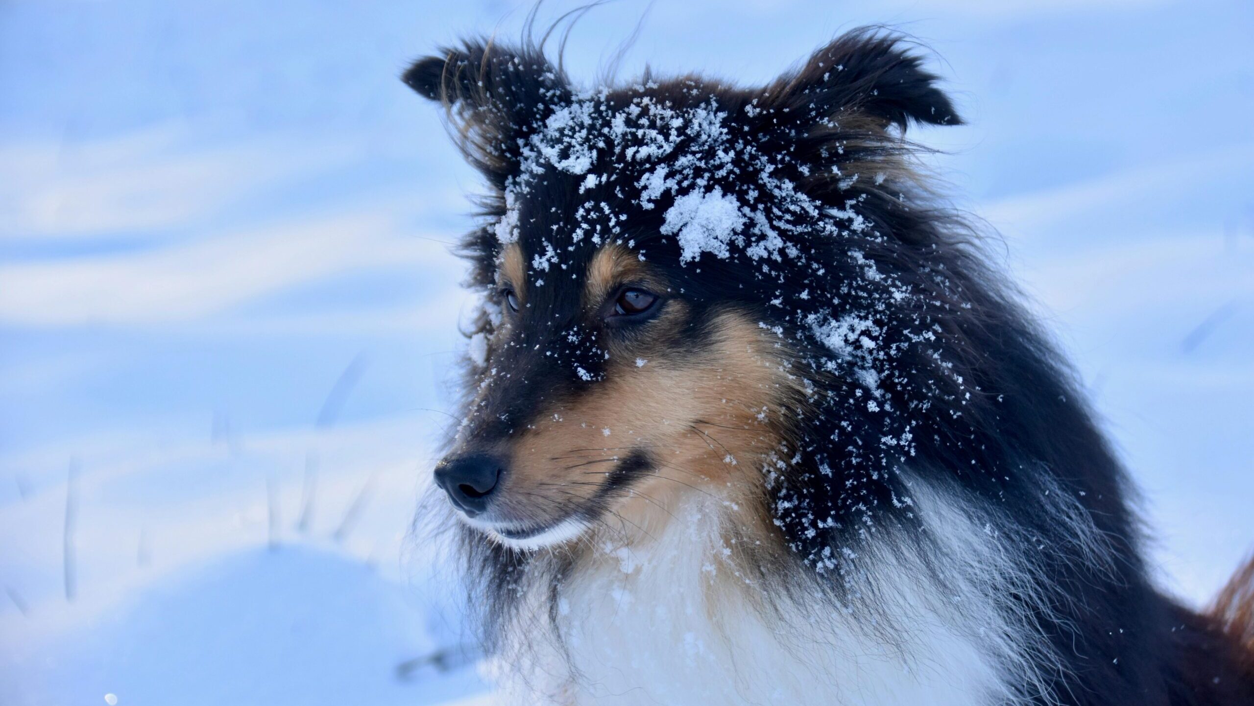 Vigyázzunk az állatainkra a hideg időben!
